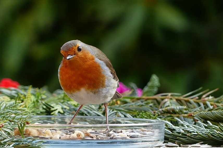 attirer rouge-gorge, rendre jardin accueillant pour rouge gorge