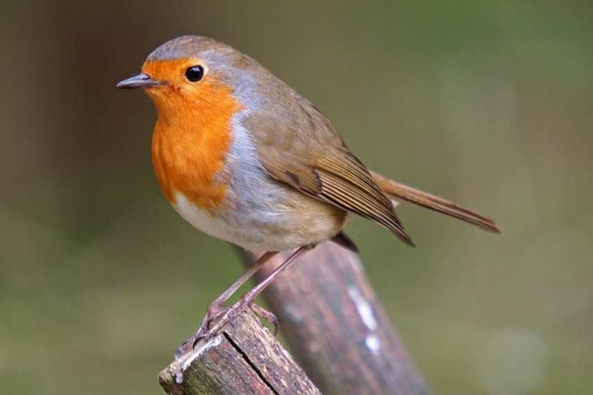 Rouge-gorge : intérêt et comment l'attirer au jardin