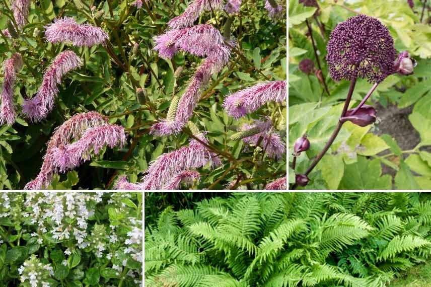 Associer la Sanguisorba sanguisorbe pimprenelle