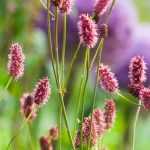 6 idées pour associer la Sanguisorba