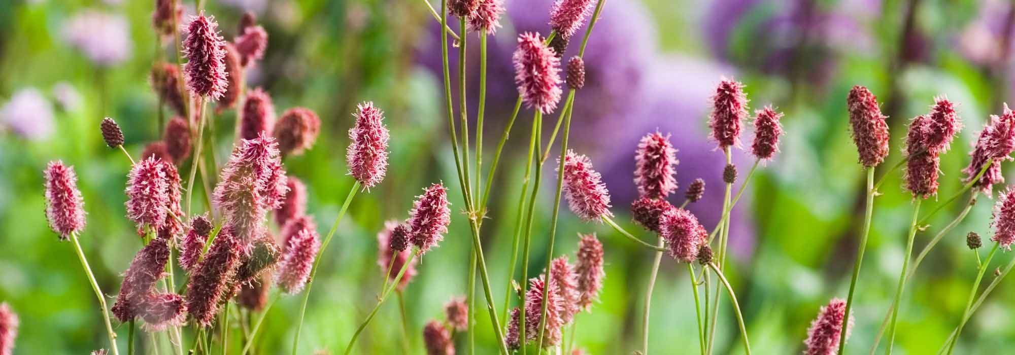 6 idées pour associer la Sanguisorba