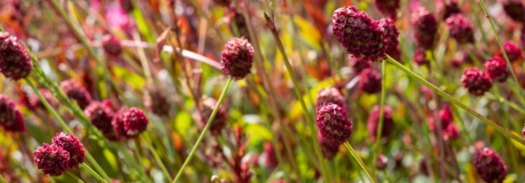 Sanguisorba : les plus belles variétés