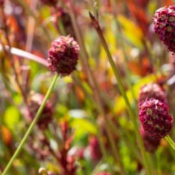 Sanguisorba : les plus belles variétés