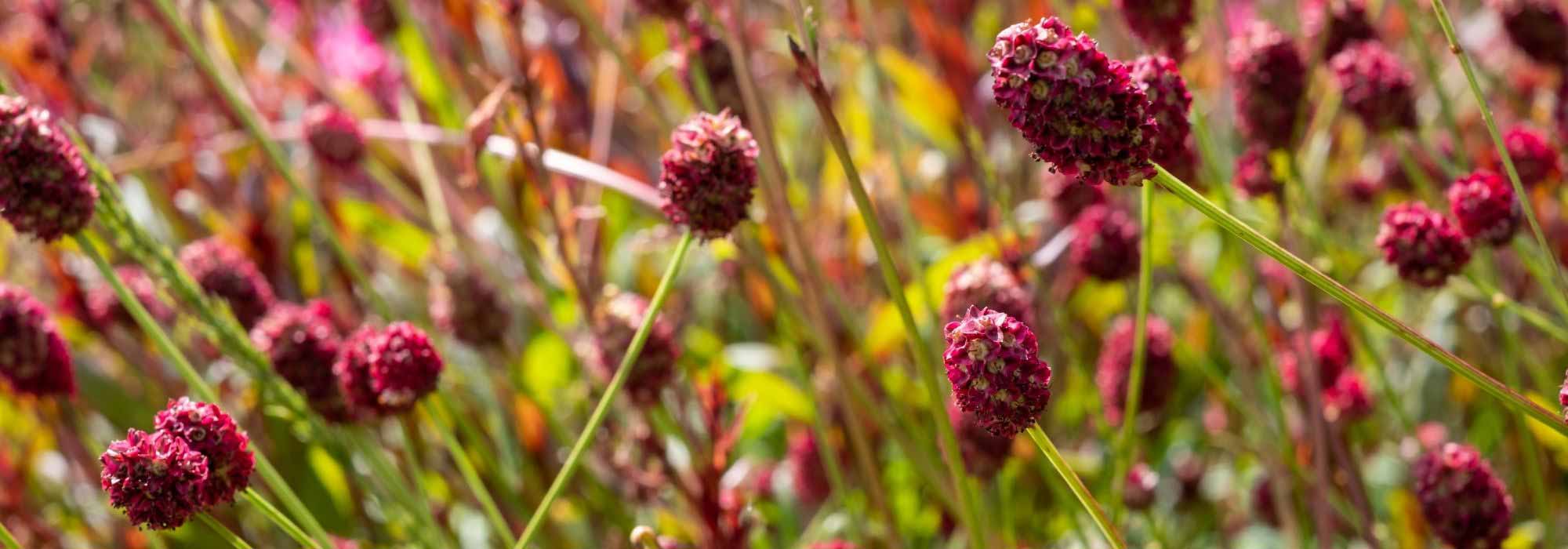 Sanguisorba : les plus belles variétés