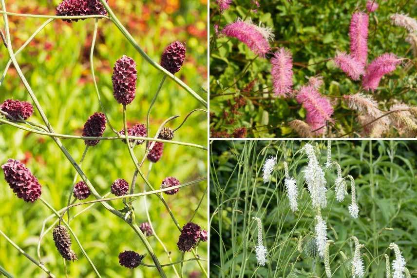 planter sanguisorba sanguisorbe pimprenelle pot jardinière bac