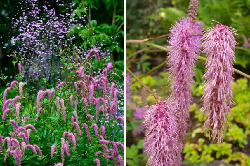 Pimprenelle japonaise Sanguisorba : les plus belles variétés