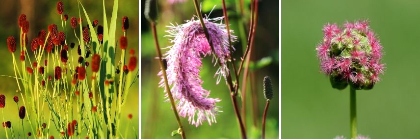 choisir sanguisorba sanguisorbe pimprenelle