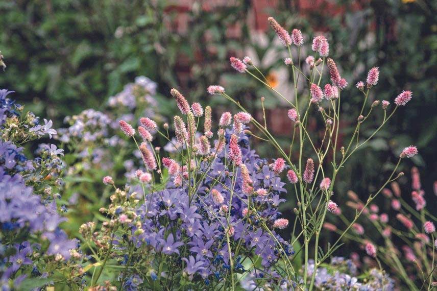 Sanguisorba : les plus belles variétés