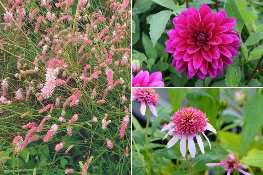 Sanguisorba : les plus belles variétés