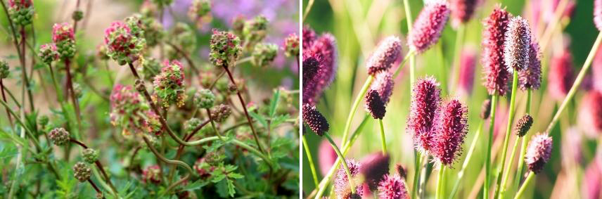 choisir sanguisorba sanguisorbe pimprenelle