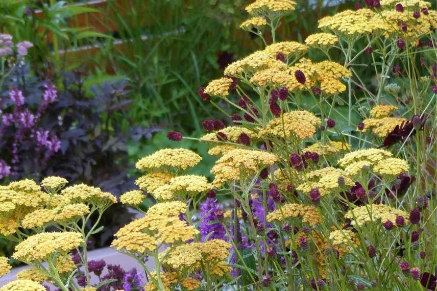 Sanguisorba : les plus belles variétés