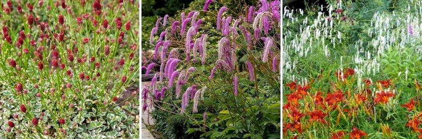 choisir sanguisorba sanguisorbe pimprenelle