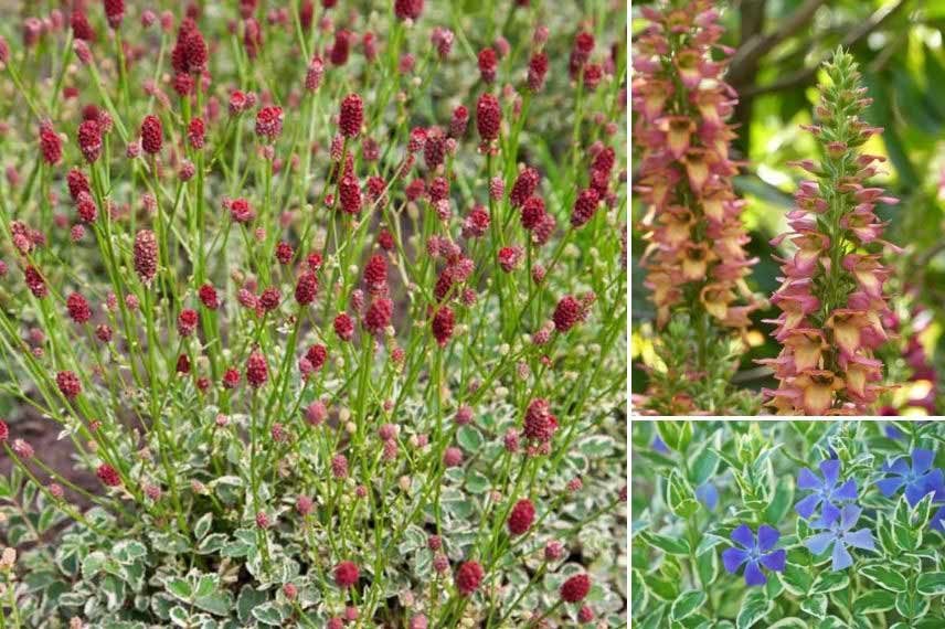 Sanguisorba : les plus belles variétés