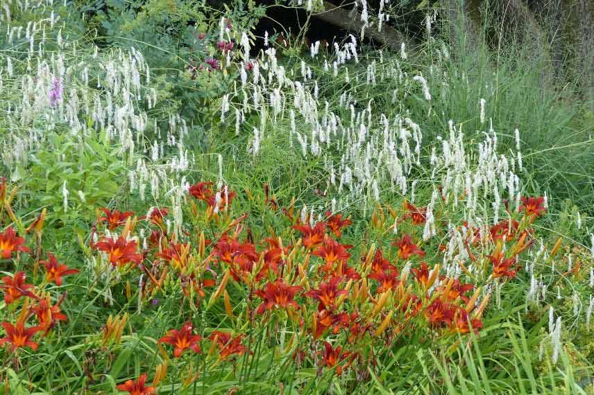 Sanguisorba : les plus belles variétés