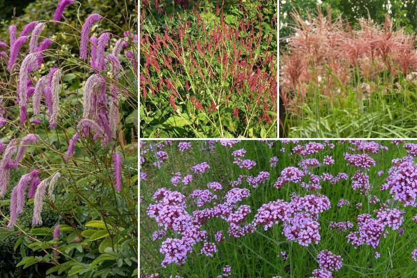 Sanguisorba : les plus belles variétés