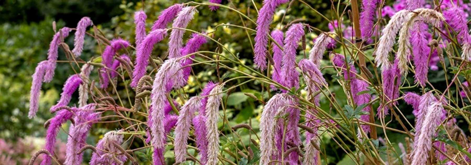 Choisir une sanguisorba