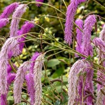 Choisir une sanguisorba