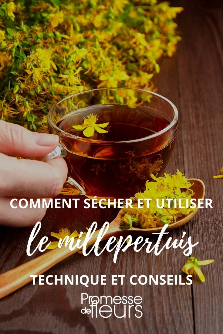 sécher et utiliser le millepertuis