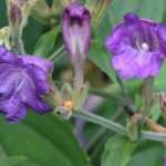 Strobilanthes - Strobilantes : planter, cultiver et entretenir