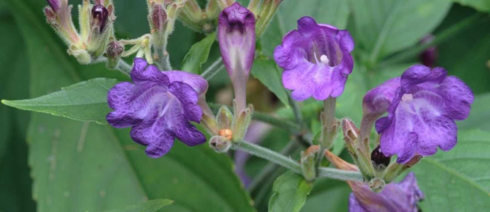 Strobilanthes - Strobilantes : planter, cultiver et entretenir