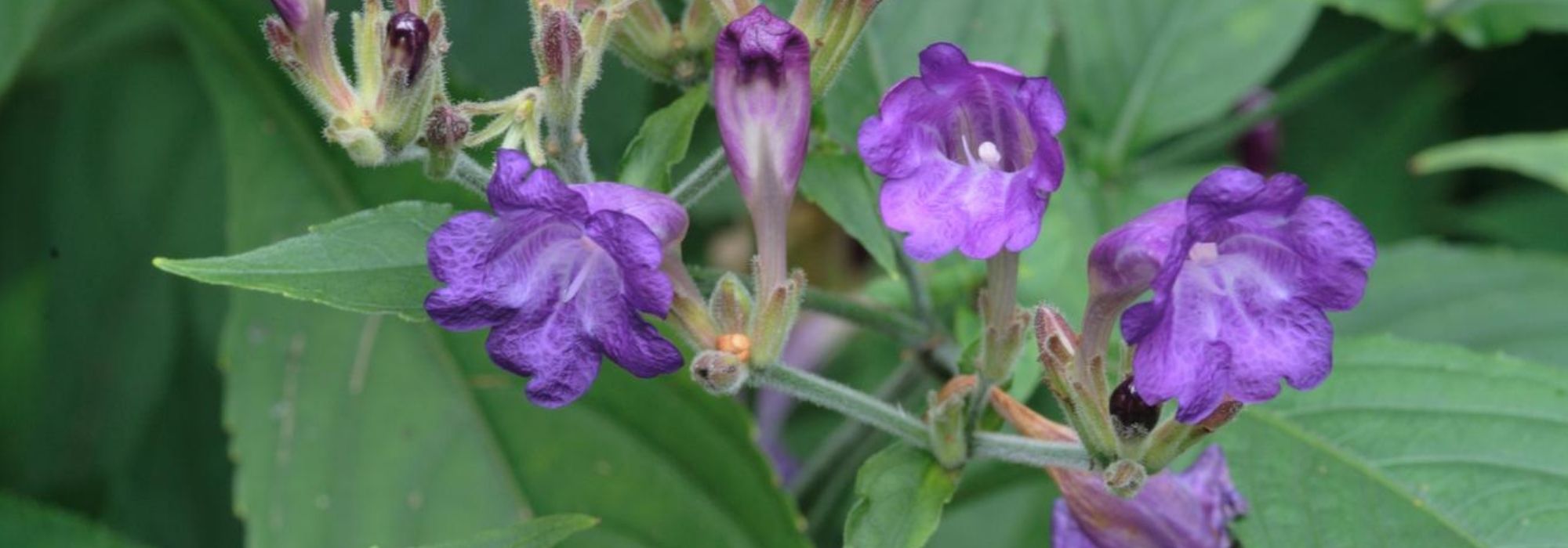 Strobilanthes - Strobilantes : planter, cultiver et entretenir