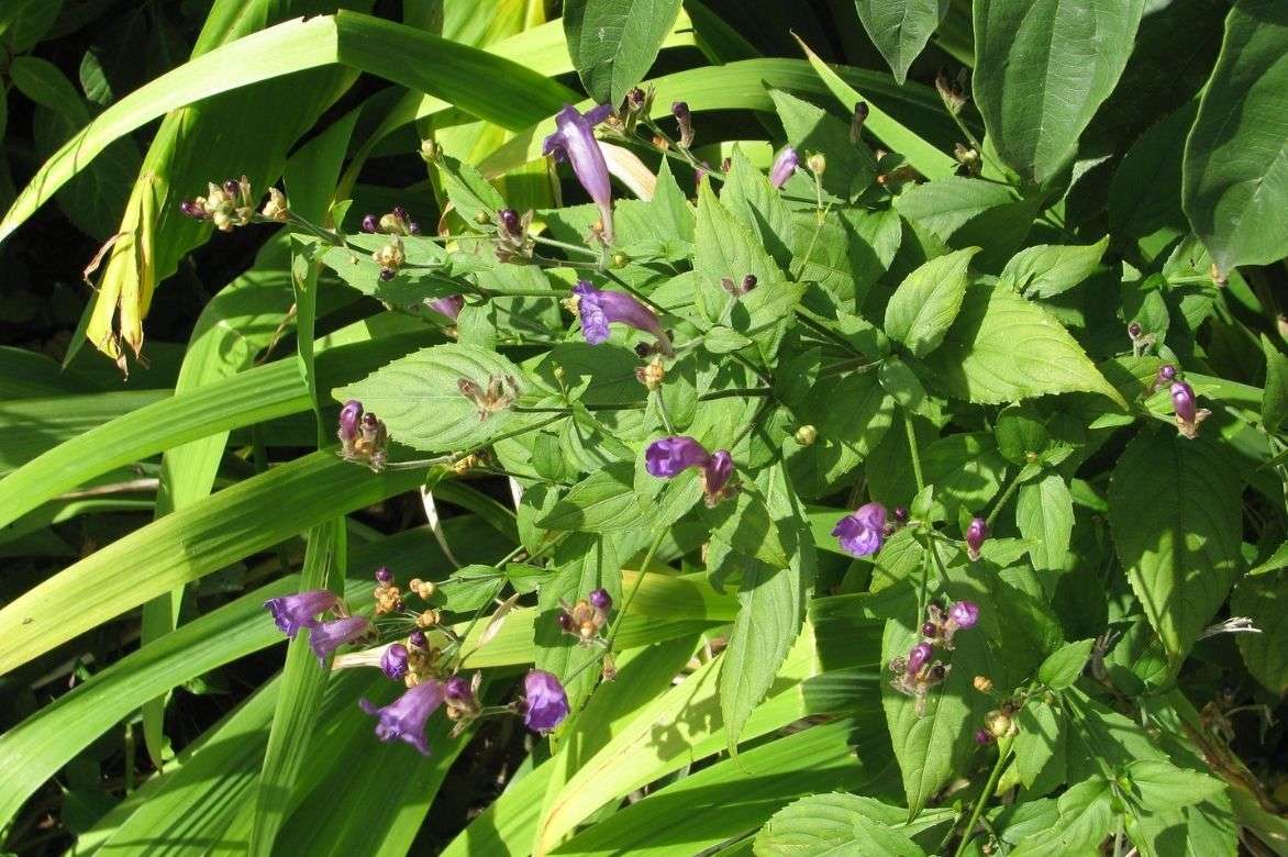 strobilanthes rankanensis