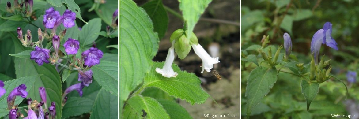 strobilanthes