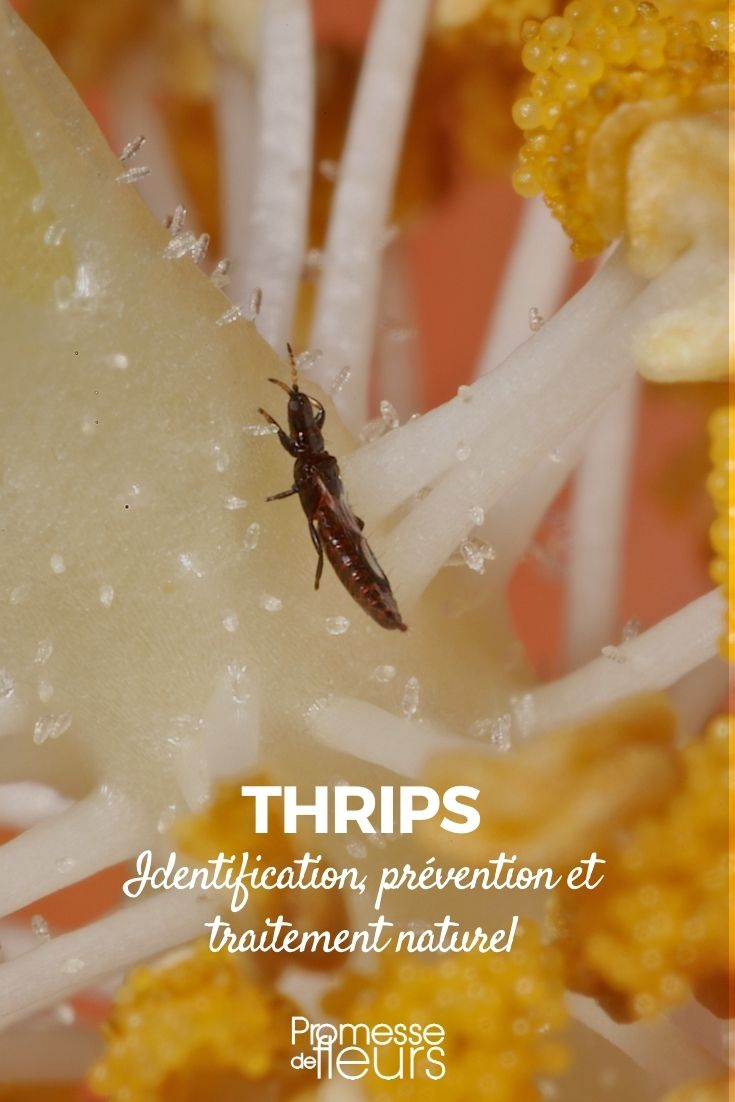 insecte thrips : identification, prévention, traitement