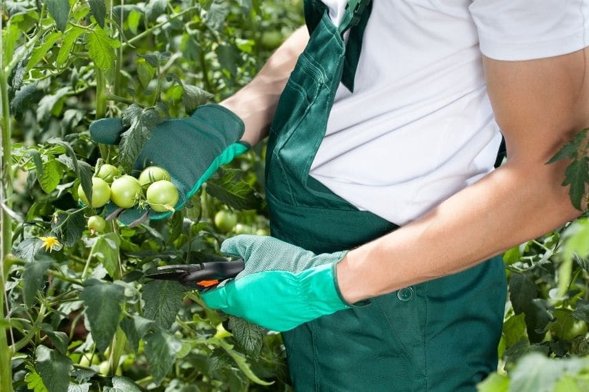 tomates taille