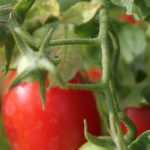 Les fausses bonnes idées sur la culture des tomates