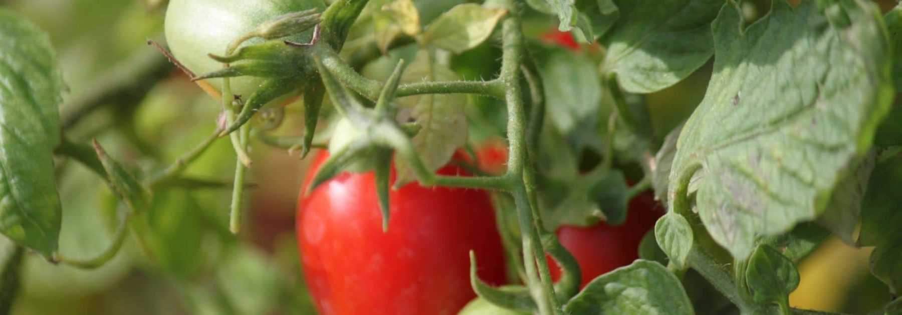 Ficelle de Jardin Naturelle - Tomate