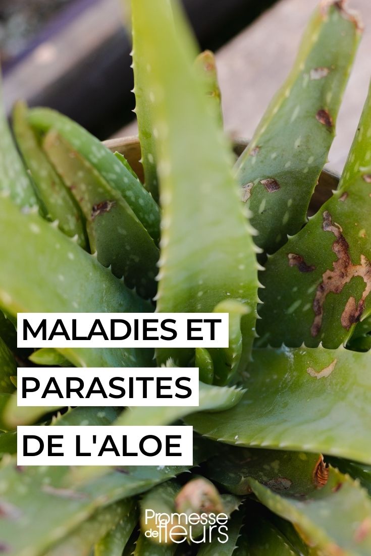 aloe malade