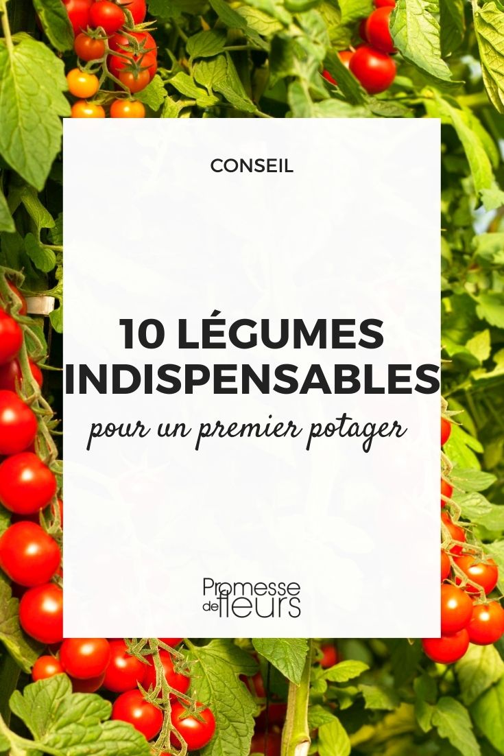 Faire son premier potager - Guide pour les débutants - Blog