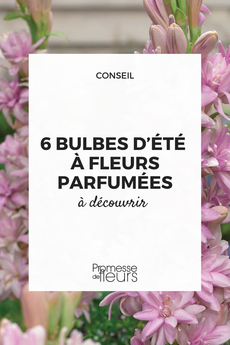 bulbes pour l'été odorants