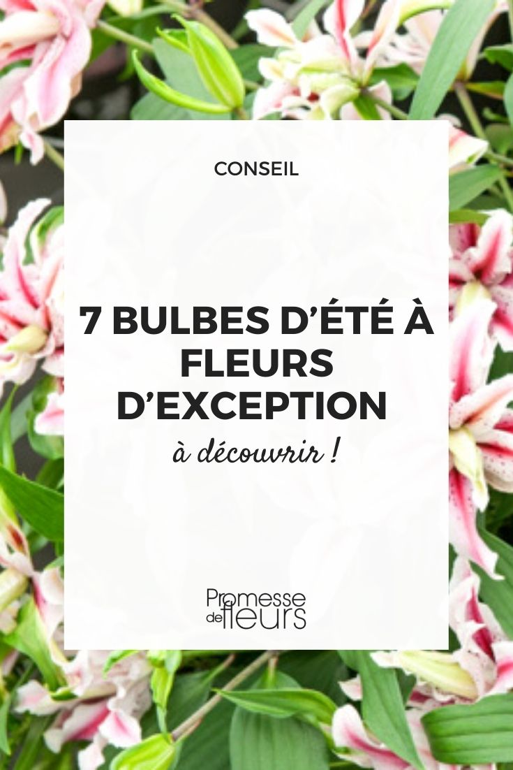 plantes bulbeuses été exceptionnels