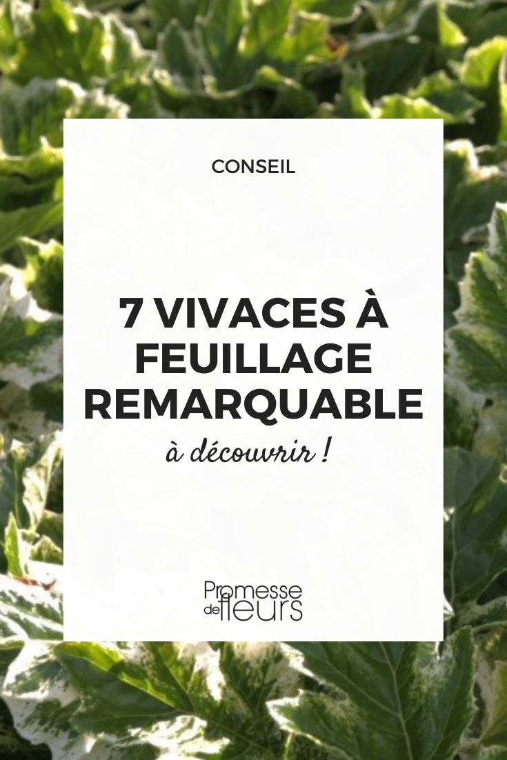 vivaces feuilles décoratives ornementales