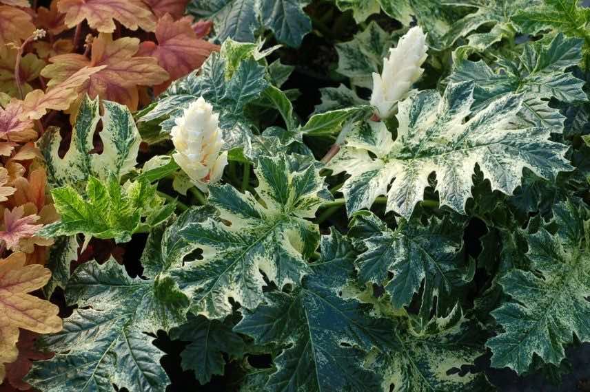 Acanthus