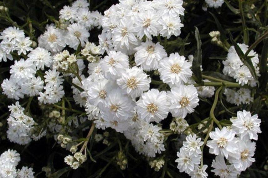 Les plus belles achillées : achillée ptarmique 'Boule de Neige', à fleurs blanches
