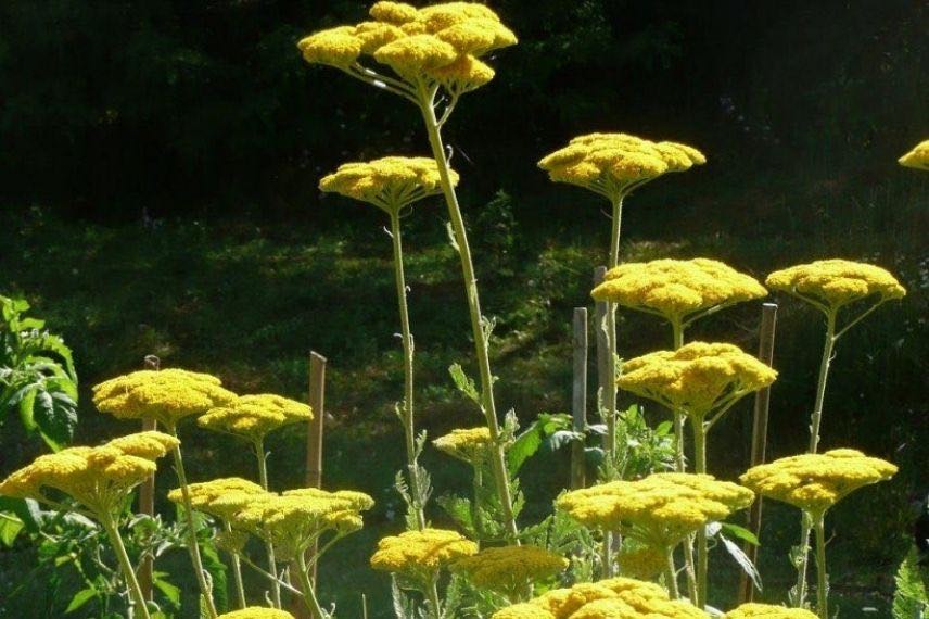 Les plus belles achillées : 'Cloth of Gold', à fleurs jaunes