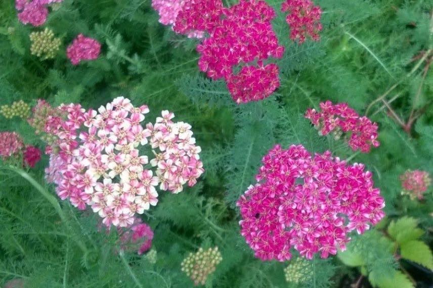 Les plus belles achillées : 'Desert Eve Deep Rose', à fleurs roses