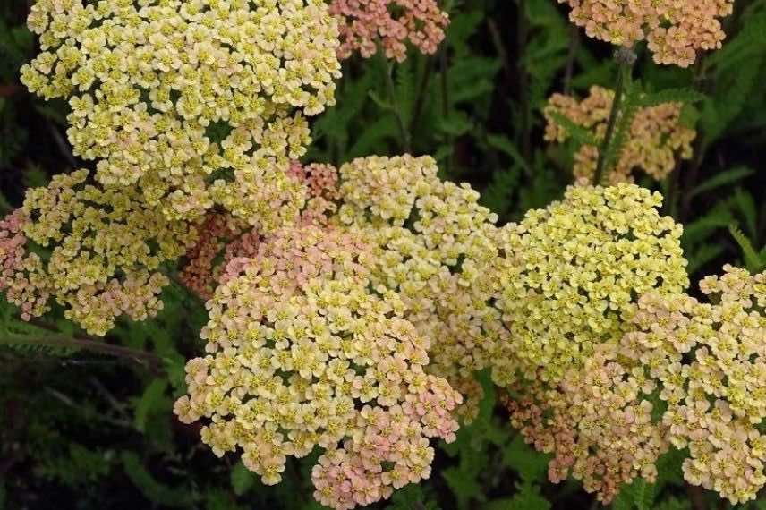 Les plus belles achillées : 'Hannelore Pahl', à fleurs jaune - abricot