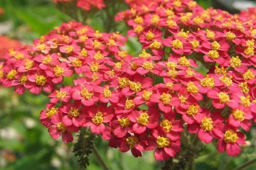 Les plus belles achillées : 'Paprika', à fleurs rouges