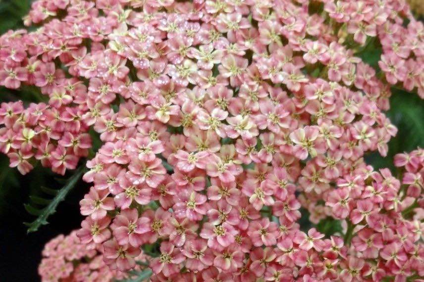 Les plus belles achillées : 'Peachy Seduction', aux fleurs rose pêche