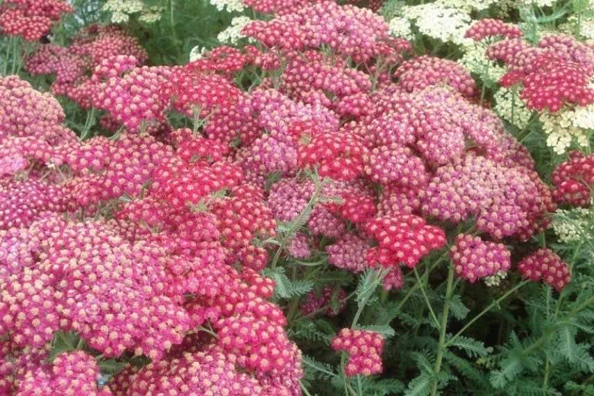 Les plus belles achillées : 'Red Velvet', à fleurs rouges