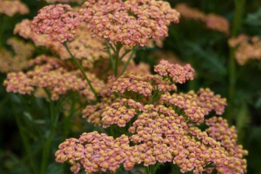 Les plus belles achillées : 'Walter Funcke', à fleurs orangées