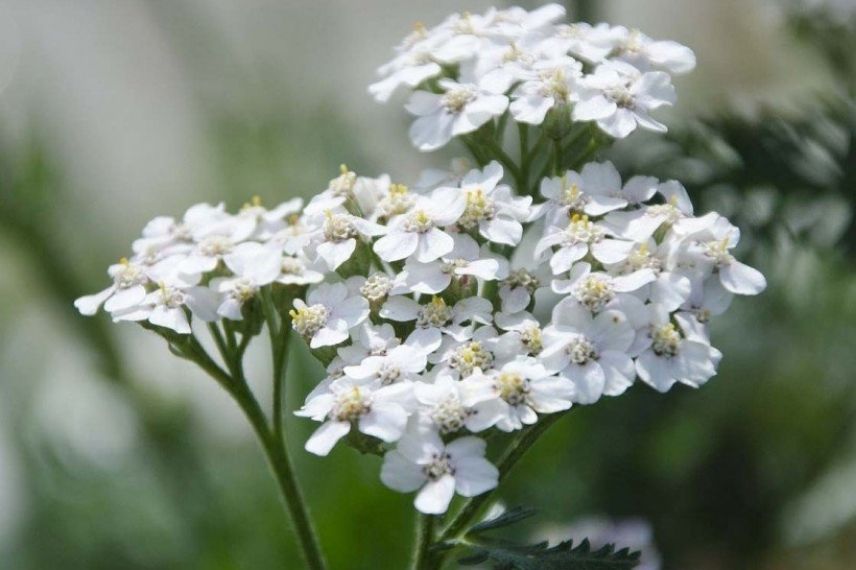 Les plus belles achillées : 'White Beauty', à fleurs blanches