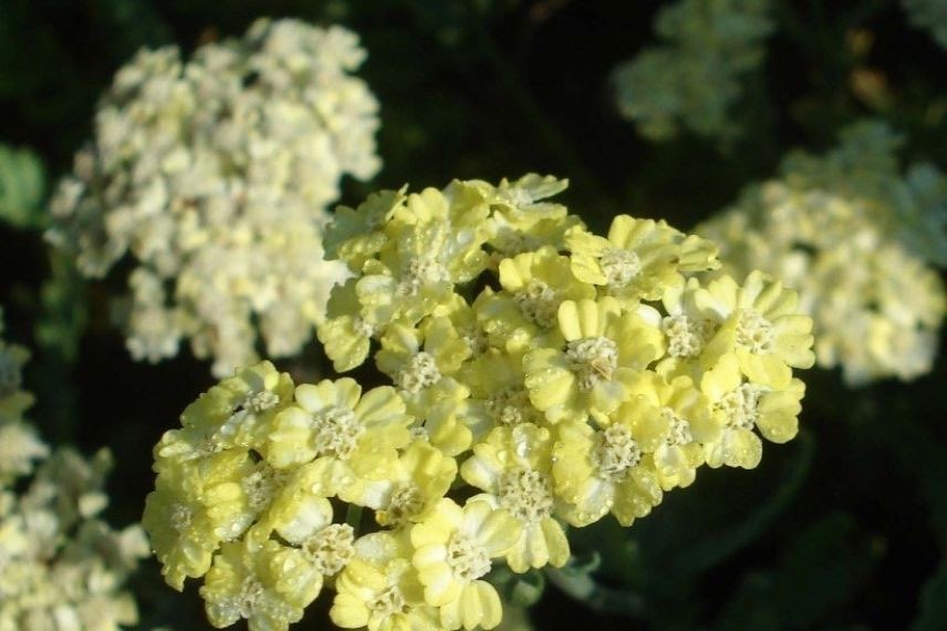 Les plus belles achillées : Achillea taygetea, à fleurs jaune tendre