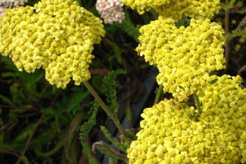 Achillea