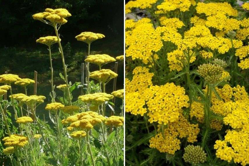 Achillea