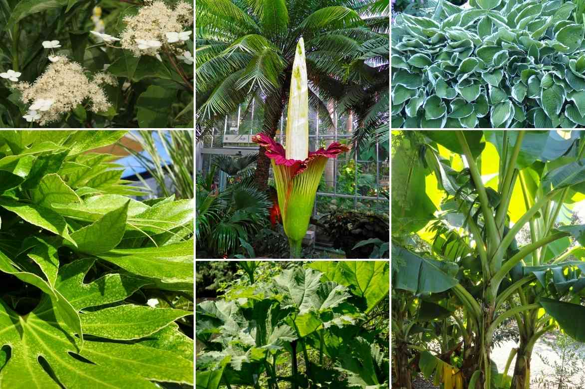 Amorphophallus, langue du diable, konjac